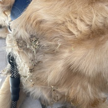 Dogs In Styles Mobile Grooming - Before and after pics. There were soooo many stickers!! - Pet Groomers Near Me
