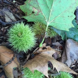 Arboretum Fort VII - Herfst ..