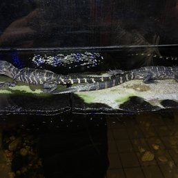 two alligators in a tank two alligators in a tank