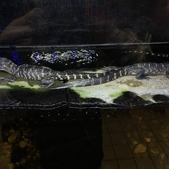 Florida citrus center - two alligators in a tank - Fruits & Veggies Near Me - Wildwood, Florida Florida citrus center - two alligators in a tank - Fruits & Veggies Near Me - Wildwood, Florida