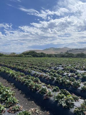 Blue House Farm Strawberry U-Pick and Farmstand by null