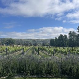 Vineyard Vineyard