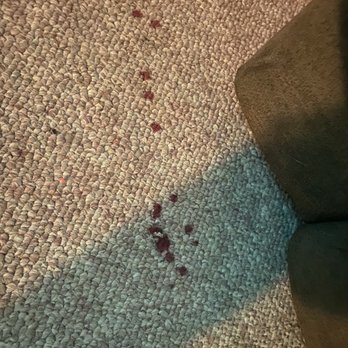 Precious Moments - Carpet with blood from his nail - Pet Groomers Near Me - San Jacinto, California