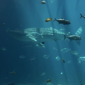 Georgia Aquarium - Aquariums Near Me - Atlanta, Georgia