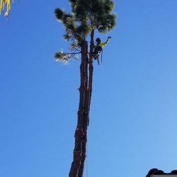 ArborCare Tree Care - Tree Services Near Me ArborCare Tree Care - Tree Services Near Me