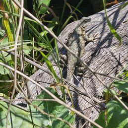 Lizard