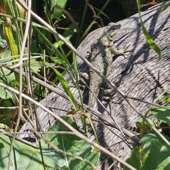 Griffith Park - Lizard - Parks Near Me - Los Angeles, California
