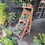 Photo of Plantas
