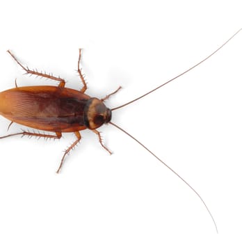 Great Western Pest Control - Pest Control Near Me Great Western Pest Control - Pest Control Near Me