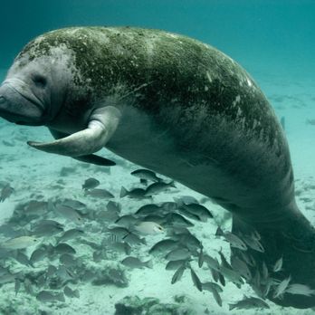 Majestic Manatee Tours - Boat Tours Near Me - Crystal River, Florida Majestic Manatee Tours - Boat Tours Near Me - Crystal River, Florida