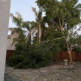 Bojorquez Tree Service - Before, half broken tree, leaning towards my neighbor's house. - Tree Services Near Me