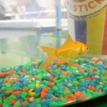 Del Mar Fairgrounds - Yay! Meet Benjamin Franklin, my new goldfish Andrew D. won me - Stadiums & Arenas Near Me - Del Mar, California Del Mar Fairgrounds - Yay! Meet Benjamin Franklin, my new goldfish Andrew D. won me - Stadiums & Arenas Near Me - Del Mar, California