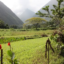 Waipio Valley Wagon Tours - view inland from the valley floor