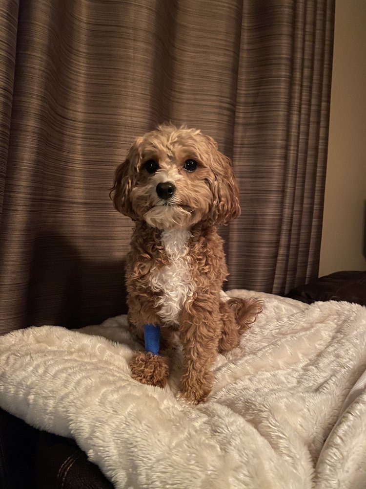 CAPITAL DISTRICT VETERINARY REFERRAL HOSPITAL 21 Photos & 57 Reviews