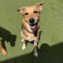 Photo of Camp Bow Wow Boulder