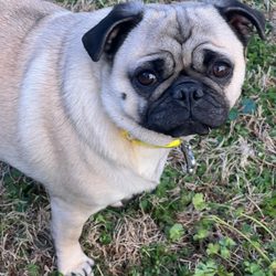West Spartan Animal Hospital - RIP SWEET MAGGIE