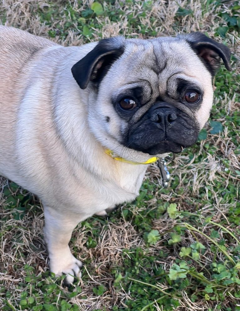 West Spartan Animal Hospital Image