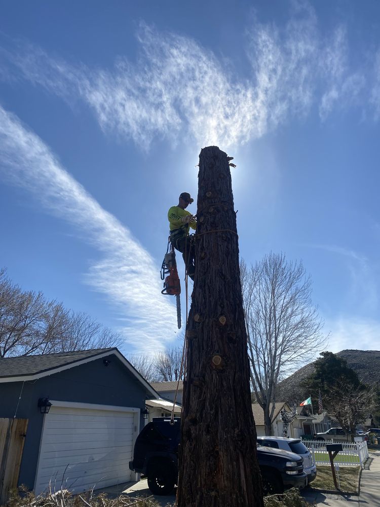 Aris Tree - tree service in Sparks, NV