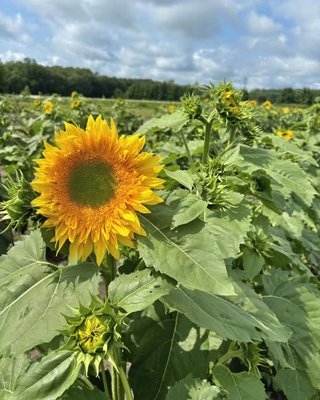 Bremer Produce U-Pick Flower Farm by null
