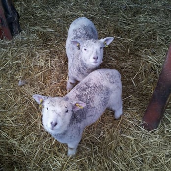 Love Gorgie Farm - Zoos Near Me - Edinburgh, EDH Love Gorgie Farm - Zoos Near Me - Edinburgh, EDH
