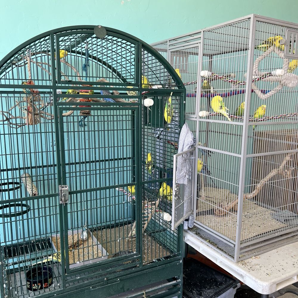 Andy's Pet Shop - Loud and active birds - Pet Stores Near Me - San Jose, California Andy's Pet Shop - Loud and active birds - Pet Stores Near Me - San Jose, California