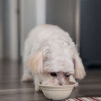 The Gentle Spaw - After grooming - Pet Groomers Near Me