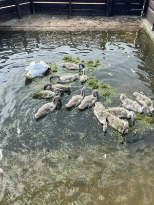 Abbotsbury Swannery by null