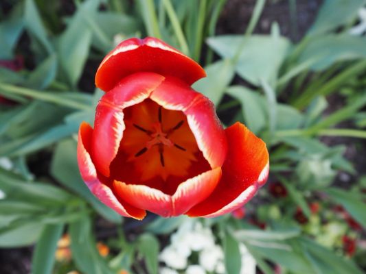 Tropical Greenhouse by null