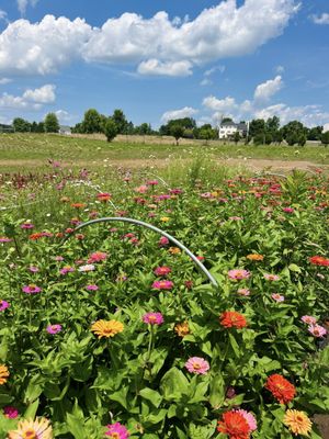 Hope Flower Farm & Winery by null