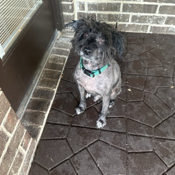 PetSmart - What I didn't ask for???? Why not cut the hair off his head and this is after a bath from pet hospital because they feel sorry for him. - Pet Groomers Near Me - Waxahachie, Texas PetSmart - What I didn't ask for???? Why not cut the hair off his head and this is after a bath from pet hospital because they feel sorry for him. - Pet Groomers Near Me - Waxahachie, Texas