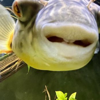 Axolotl Planet - Local Fish Stores Near Me - Dallas, Texas Axolotl Planet - Local Fish Stores Near Me - Dallas, Texas