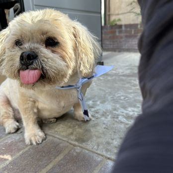 Beachside Bubbles Mobile Dog Grooming - Pet Groomers Near Me