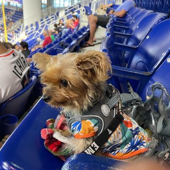LoanDepot Park - #Barkatthepark Bark at the Park  #Marlins - Stadiums & Arenas Near Me - Miami, Florida