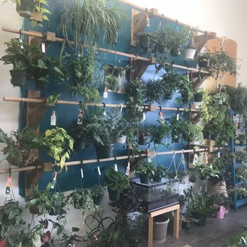 Windowsill - house plant boutique - Nurseries & Gardening Near Me - Salem, Oregon Windowsill - house plant boutique - Nurseries & Gardening Near Me - Salem, Oregon