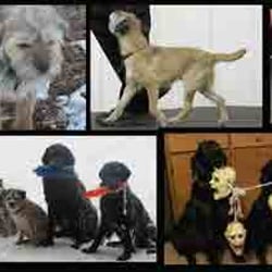 Northfield Dog Training - Some of Adele Yunck's dogs.