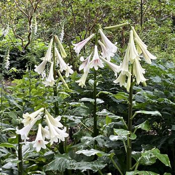 Royal Botanic Garden Edinburgh - Bellflowers - Botanical Gardens Near Me - Edinburgh, EDH