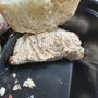 Photo of Chicken Salad Chick
