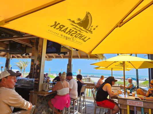 Coconuts on the Beach by null