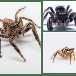 Everything Pets - Jumping Spider