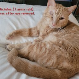 St. Nicholas (7 years old), the most Angelic and perfect cat in the world, 10 days after eye removed, feeling better. St. Nicholas (7 years old), the most Angelic and perfect cat in the world, 10 days after eye removed, feeling better.