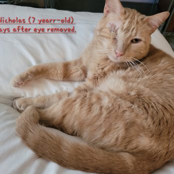 Memphis Veterinary Specialists - St. Nicholas (7 years old), the most Angelic and perfect cat in the world, 10 days after eye removed, feeling better. - Veterinarians Near Me - Cordova, Tennessee Memphis Veterinary Specialists - St. Nicholas (7 years old), the most Angelic and perfect cat in the world, 10 days after eye removed, feeling better. - Veterinarians Near Me - Cordova, Tennessee