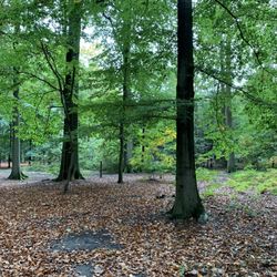Buggenhout Bos - In the woods