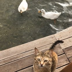 Ali'nin Yeri Ildırı Balık Restaurant