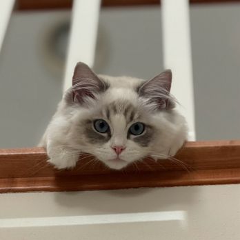Day Spring Ragdolls - Pet Breeders Near Me - Shingle Springs, California