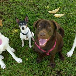 Animal Biz Behavior & Training