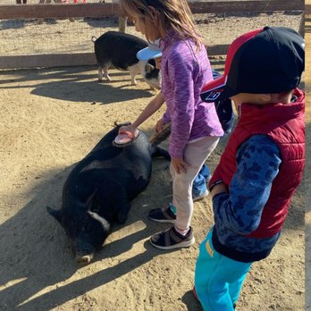 Barnyard Buddies - Brushing the pig. - Petting Zoos Near Me - Lakewood, California Barnyard Buddies - Brushing the pig. - Petting Zoos Near Me - Lakewood, California