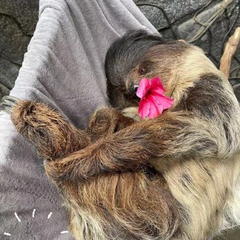 Wildlife Learning Center - Sid with flower in mouth - Zoos Near Me - Sylmar, California Wildlife Learning Center - Sid with flower in mouth - Zoos Near Me - Sylmar, California