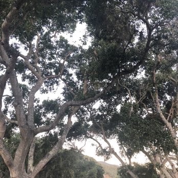 Carmel Valley Ranch - We were surrounded by beautiful oak trees - Hotels Near Me - Carmel, California Carmel Valley Ranch - We were surrounded by beautiful oak trees - Hotels Near Me - Carmel, California