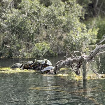 Silver Springs State Park - Tours Near Me - Silver Springs, Florida