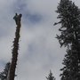 Mission Ready Tree Service
